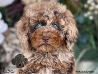 Puerto Rico Hermosa Cockapoo - Los Osos PR, Perros Gatos y Caballos