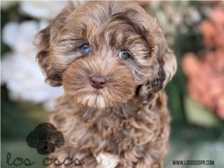 Puerto Rico Cockapoo Machito - Los Osos PR, Perros Gatos y Caballos