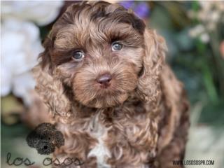 Puerto Rico Cockapoo Merle Choco - Los Osos PR, Perros Gatos y Caballos