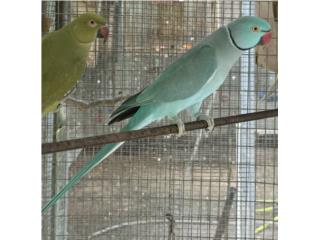 Ringneck azul macho 500, RM Pets