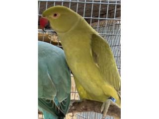 Ringneck verde en gris 300, RM Pets