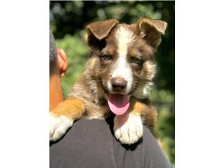 German Shepherd panda liver AKC, RM Pets