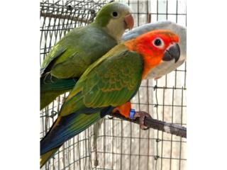 Sun conure red factor hembra, RM Pets