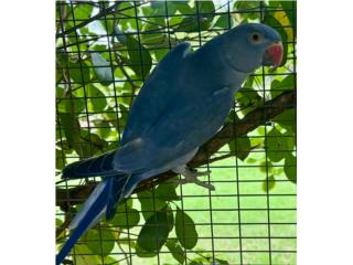 Ringneck violeta macho, RM Pets