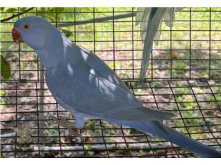 Ringneck violeta cinamon macho, RM Pets