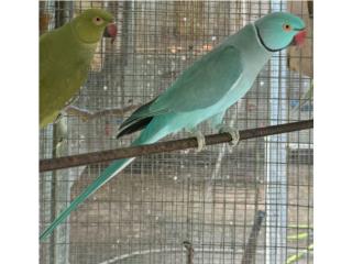 Ringneck azul macho probado, RM Pets