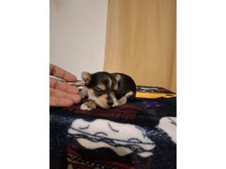 TEA CUP YORKIES PARA NAVIDAD HEMBRAS, DOG LOVERS