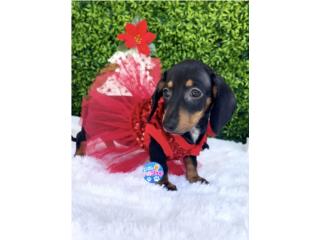 DACHSHUND NENA BLACK TAN CON PAPELES , LITTLE PET SHOP