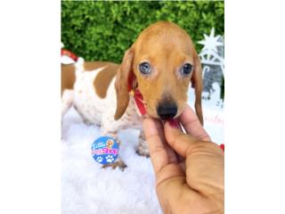 DACHSHUND PIEBALD NENA CON PAPELES , LITTLE PET SHOP