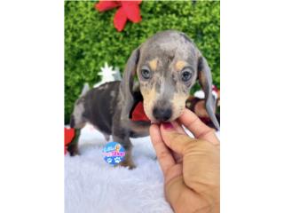 DACHSHUND DAPPLE BLUE NENE CON PAPELES , LITTLE PET SHOP