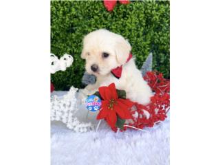 MALTESE TOY NENE CON PAPELES , LITTLE PET SHOP