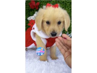 GOLDEN RETRIEVER NENA AKC , LITTLE PET SHOP