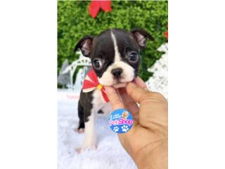 BOSTON TERRIER TINY NENA CON PAPELES , LITTLE PET SHOP