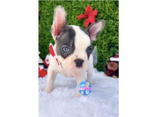 FRENCH BULLDOG BLUE NENE AKC , LITTLE PET SHOP