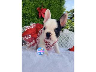 FRENCH BULLDOG NENA AKC , LITTLE PET SHOP