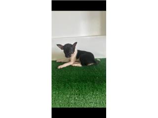 100 chihuahua hembra 3 meses, Doble A Pets