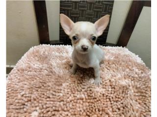 BELLA TOY CHIHUAHUA HEMBRA CON PAPELES-VACUNA, Puppy world