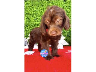 DOODLE MINI NENE CHOCOLATE , LITTLE PET SHOP