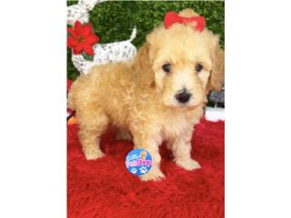 POODLE MOYEN NENA AKC , LITTLE PET SHOP