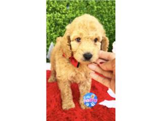 POODLE MOYEN NENE CON PAPELES , LITTLE PET SHOP