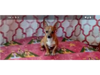 BELLOS TOY CHIHUAHUA CON PAPELES-VACUNAS, Puppy world