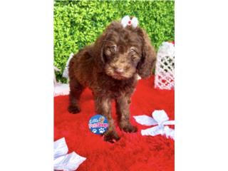 DOODLE MINI NENA CHOCOLATE , LITTLE PET SHOP