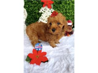 POODLE TOY NENA CON PAPELES , LITTLE PET SHOP