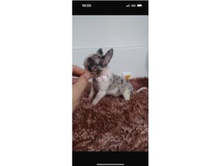 475 chihuahua hembra merle, Doble A Pets