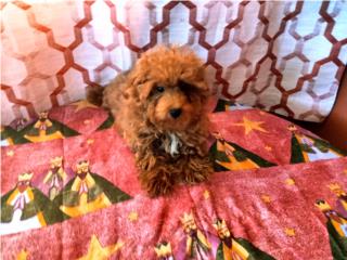 BELLA TOY POODLE HEMBRA RED CON PAPELES, Puppy world