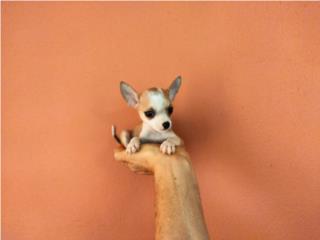 BELLO TOY CHIHUAHUA CON PAPELES-VACUNAS, Puppy world