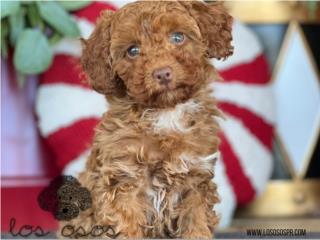 Puerto Rico Toy Poodle Red nose - Los Osos PR, Perros Gatos y Caballos