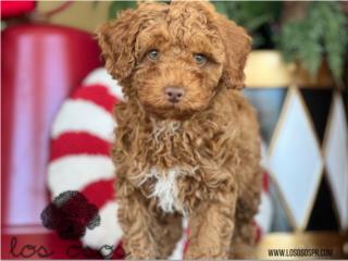 Puerto Rico Toy Poodle Machito - Los Osos PR, Perros Gatos y Caballos