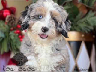 Puerto Rico Bernedoodle Blue Merle - Los Osos PR, Perros Gatos y Caballos