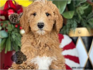 Puerto Rico Standard Goldendoodle - Los Osos PR, Perros Gatos y Caballos