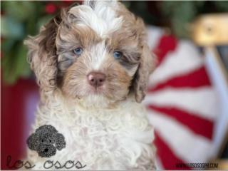 Cavapoo Merle Increible - Los Osos PR, Los Osos PR