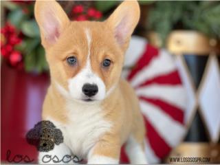 Puerto Rico Corgi Hermosa! - Los Osos PR, Perros Gatos y Caballos