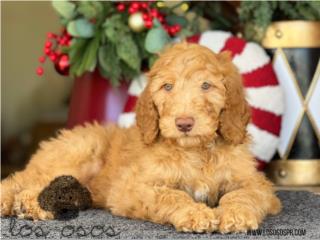 Puerto Rico Goldendoodle GRANDE - Los Osos PR, Perros Gatos y Caballos