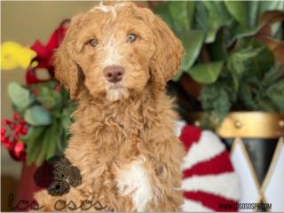 Puerto Rico Standard Goldendoodle Ojazos! - Los Osos PR, Perros Gatos y Caballos