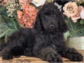 Puerto Rico Standard Poodle - Los Osos PR, Perros Gatos y Caballos