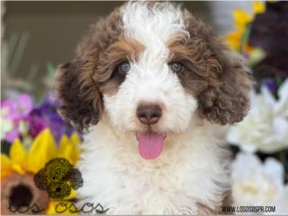 Puerto Rico Aussie Mountain Doodle - Los Osos PR, Perros Gatos y Caballos