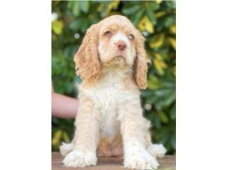 COCKER SPANIEL EXOTICOS, Puppy Guy