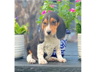 BEAGLE TRICOLOR AKC, Puppy Guy