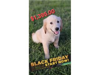 Puerto Rico Golden RETRIEVER con papeles AKC $1,395.00 LLAMA !, Perros Gatos y Caballos