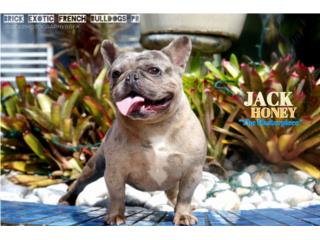 Hermoso French bulldog macho, brick bulldogs