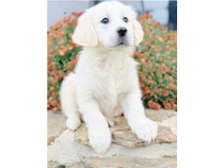 GOLDEN RETRIEVER ENGLISH CREAM BLANCOS, Puppy Guy