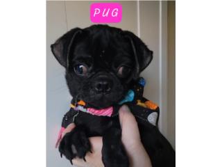 PUG HEMBRA MINI, PUPS