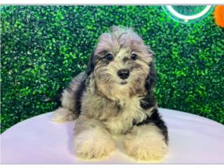 ECHO SHIH POO (VISITANOS EN GUAYNABO ), Puppy Love Puerto Rico