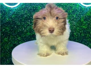 BEAN HAVANESE (VISITANOS EN GUAYNABO), Puppy Love Puerto Rico