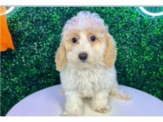 VANELLOPE POOCHON (VISITANOS EN GUAYNABO), Puppy Love Puerto Rico