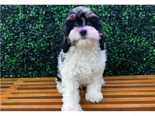 EPIC CAVAPOO (VISITANOS EN GUAYNABO), Puppy Love Puerto Rico